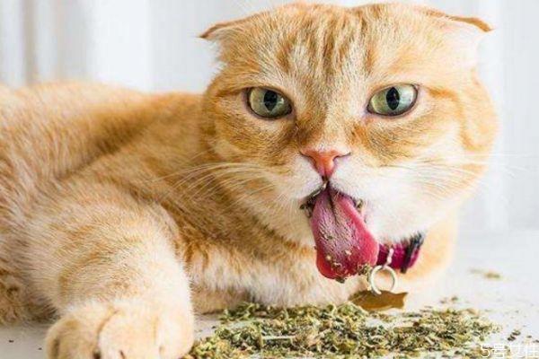什么是猫薄荷呢 猫薄荷和猫草一样吗