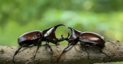 ​网络流行用语bug是什么意思，三种含义(虫子，程序错误，厉害)