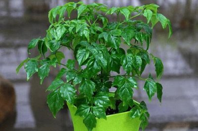 ​菜豆树的养护方法有哪些