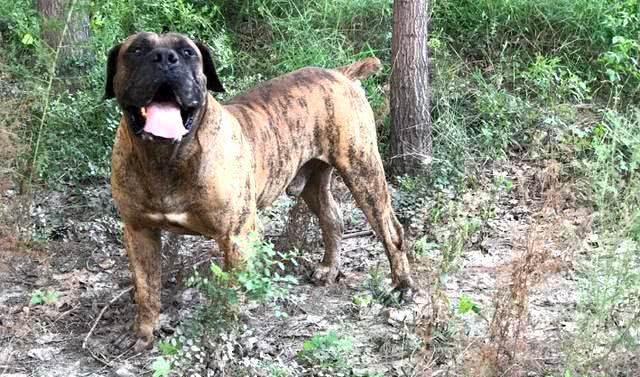 来自于非洲草原的猛犬，敢于野兽相搏杀，它才是獒中之王