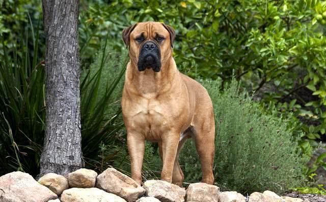 来自于非洲草原的猛犬，敢于野兽相搏杀，它才是獒中之王