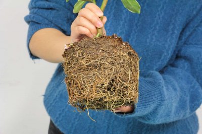​瑞香花可以在室内养吗