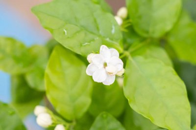 ​给茉莉剪几刀，填点儿料，1年能开5波花！