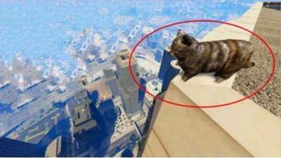 ​猫为何摔不死，莫非真有九条命？镜头放慢10倍，原来我们都想错了