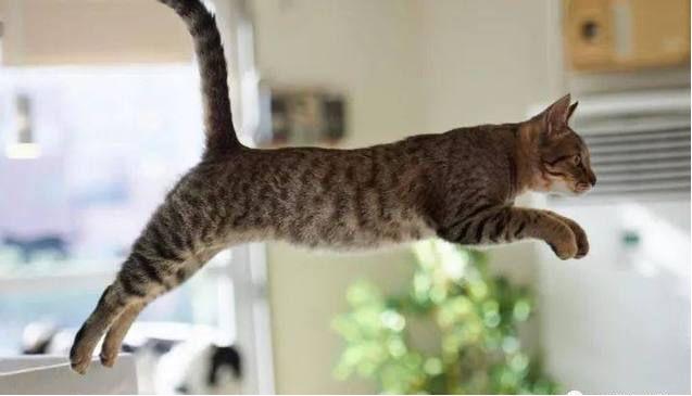猫为何摔不死，莫非真有九条命？镜头放慢10倍，原来我们都想错了
