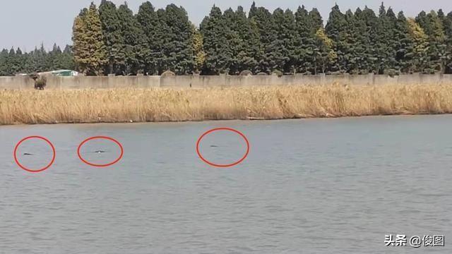“江猪”又现长江，它在地球生活了2500万年，全国仅剩约1012头