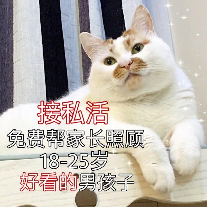 楼楼猫咪表情包：我可以成为你的网上邻居吗？