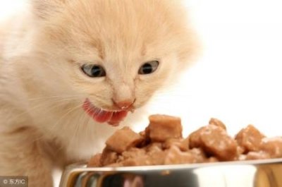 ​训练猫咪捡东西
