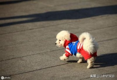 ​小奶狗多大驱虫