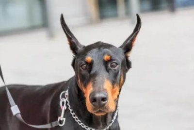 ​中国正规训犬学校正规训犬培训学校