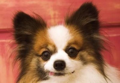 ​格力犬独一无二，格力犬独一无二之女