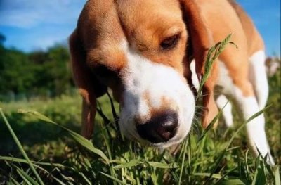 ​东德牧羊犬有弓背吗？？东德牧羊犬有白胸和爪失格吗？