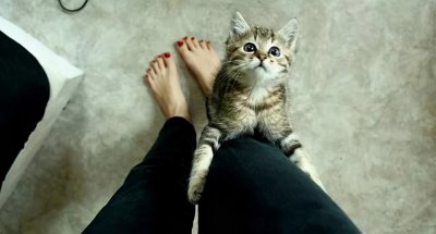 ​猫咪“抱大腿”的行为，有这几种含义，一般人都不懂