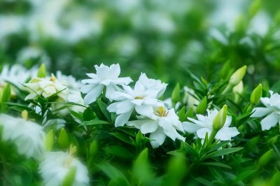 ​诗词风物：闲看中庭栀子花