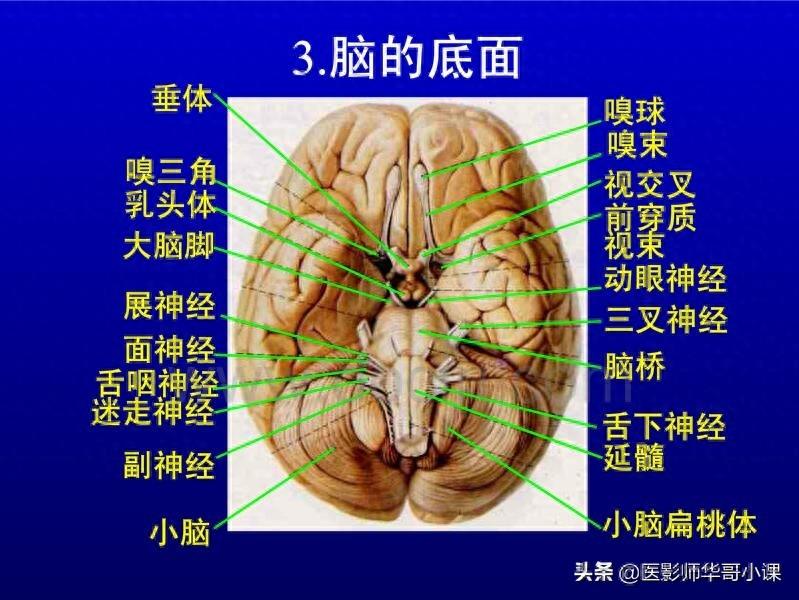 头颅（CT）解剖--精品图集