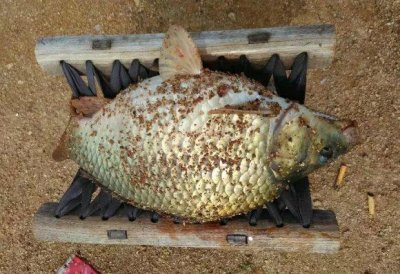 ​“6斤巨鲫”谁见过？江苏河道现罕见巨型鲫鱼，这鱼并不好吃？