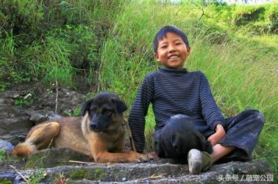 ​中华名犬-凉山犬
