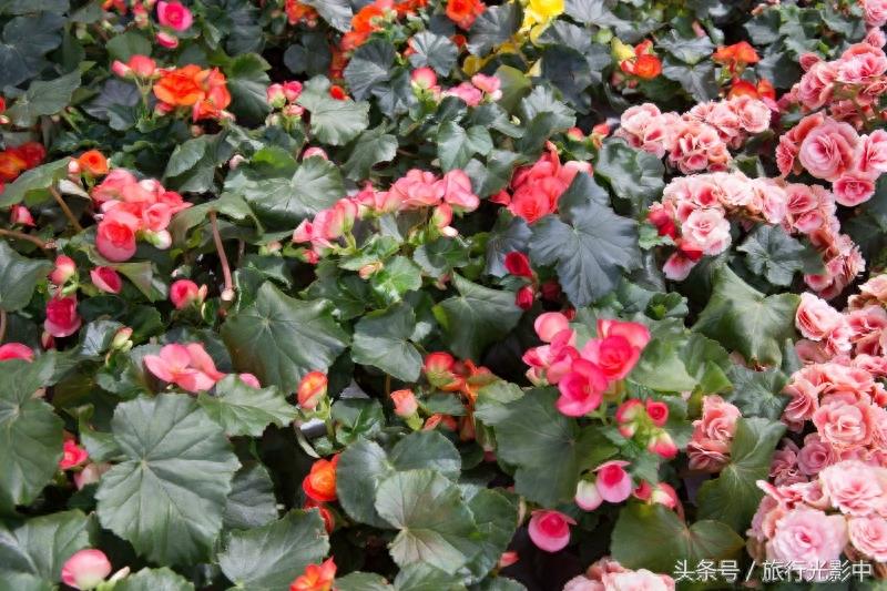 济南鲜花港现代化花卉交易区，什么花都能买到！
