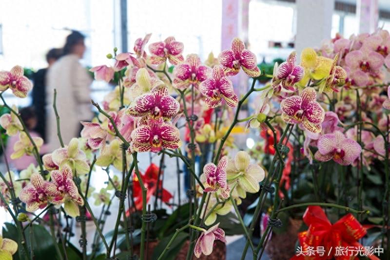 济南鲜花港现代化花卉交易区，什么花都能买到！