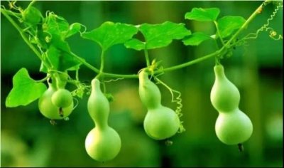​为什么会法术的人都爱随身携带葫芦？