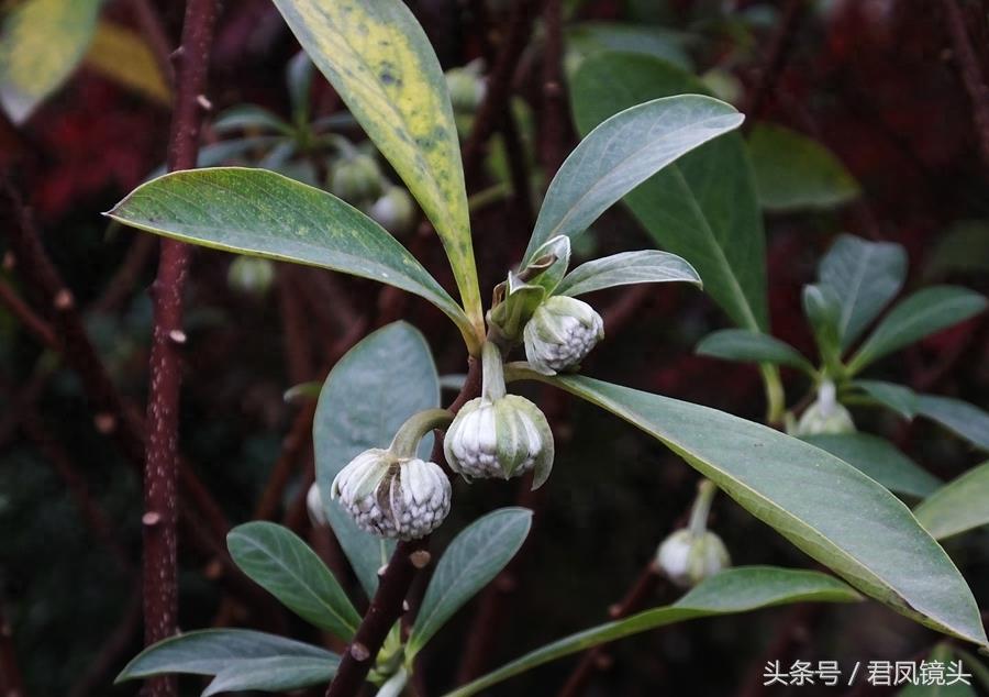 梦花树含苞待放 传说可以化解噩梦实现好梦