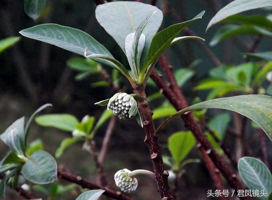 梦花树含苞待放 传说可以化解噩梦实现好梦