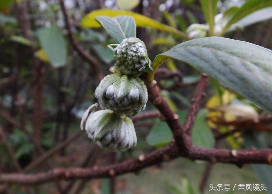 梦花树含苞待放 传说可以化解噩梦实现好梦