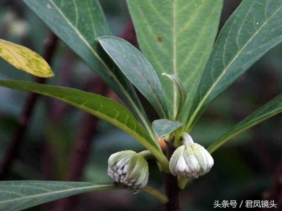 梦花树含苞待放 传说可以化解噩梦实现好梦