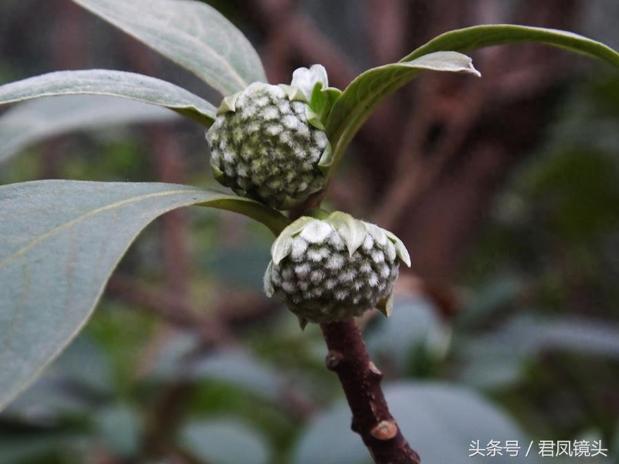 梦花树含苞待放 传说可以化解噩梦实现好梦
