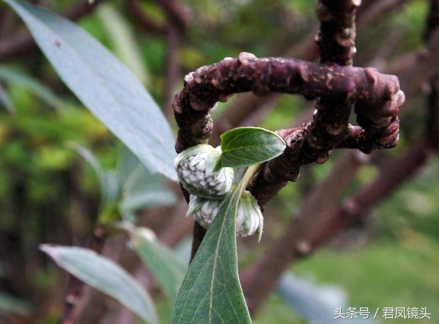 梦花树含苞待放 传说可以化解噩梦实现好梦