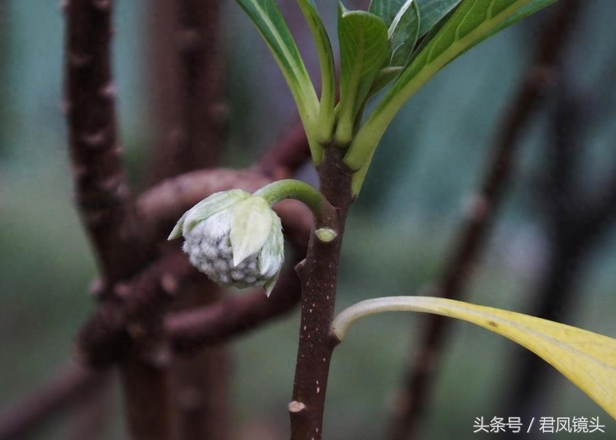 梦花树含苞待放 传说可以化解噩梦实现好梦