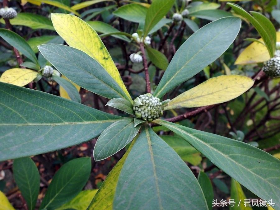 梦花树含苞待放 传说可以化解噩梦实现好梦