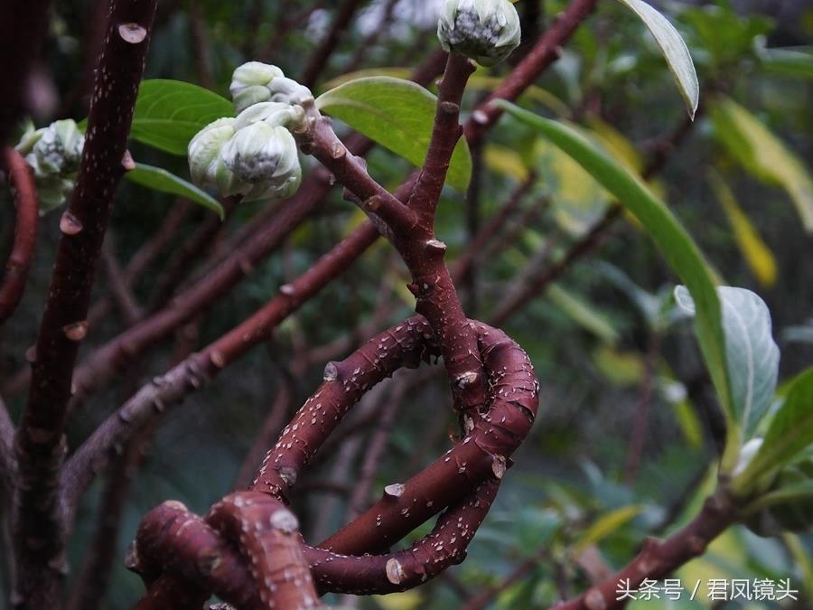 梦花树含苞待放 传说可以化解噩梦实现好梦