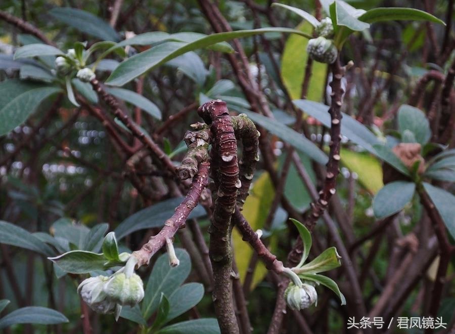 梦花树含苞待放 传说可以化解噩梦实现好梦