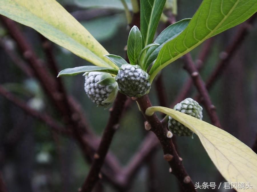 梦花树含苞待放 传说可以化解噩梦实现好梦