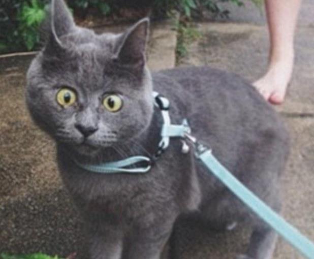揭秘“惊讶猫”的来历之谜：美女强吻惊恐万分，自此留下的病根