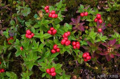 ​重阳节＂遍插茱萸少一人＂的茱萸到底是什么？你插对了吗？