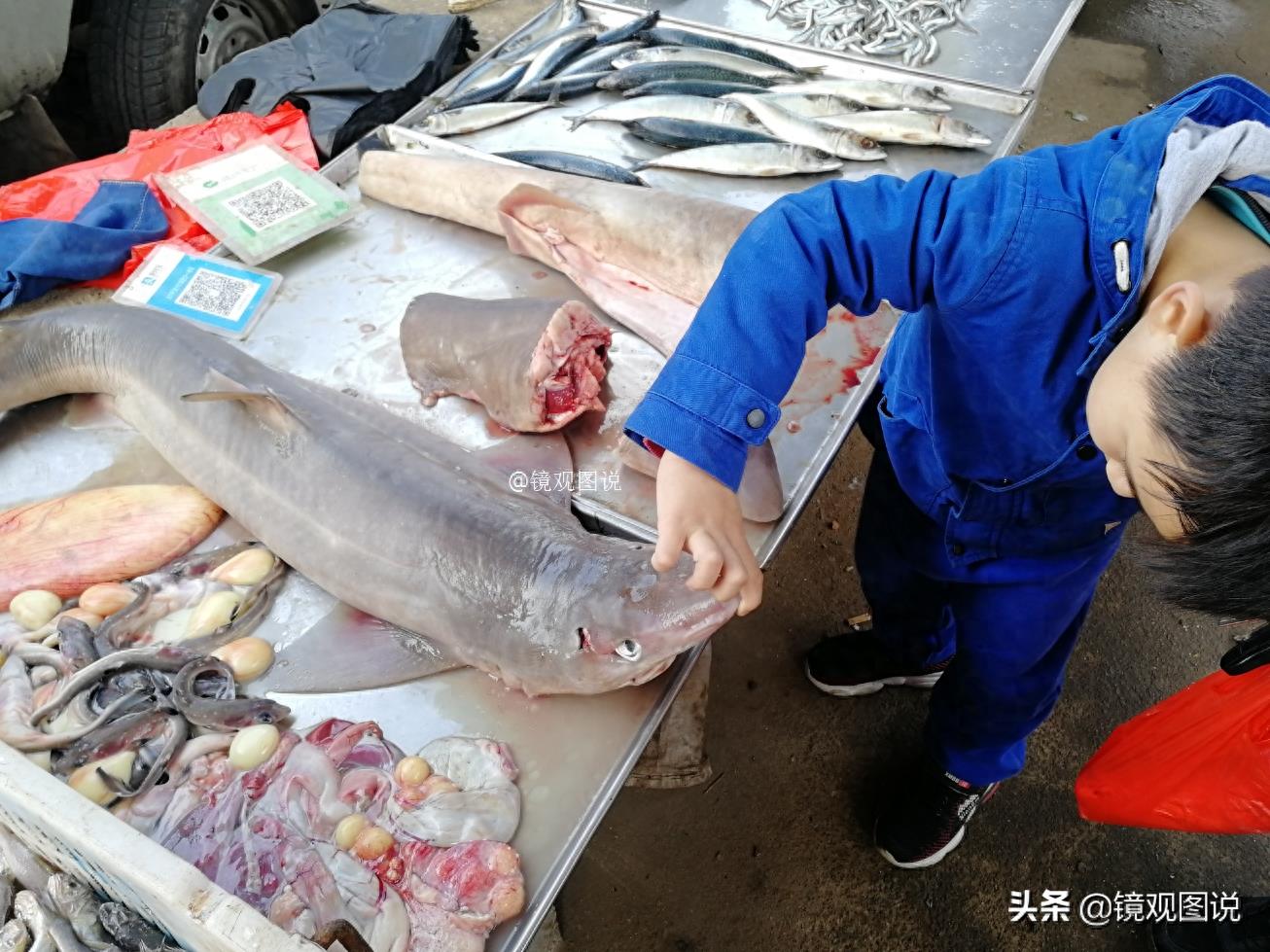 海中“霸主”成餐桌美食 海鲜市场鲨鱼12元一斤 网友：长见识