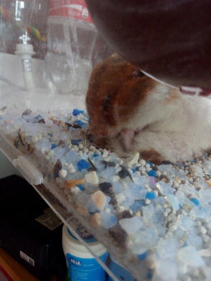 它是可爱的虎纹熊，睡觉的姿势萌萌哒
