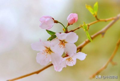 ​大白若辱的人生哲学