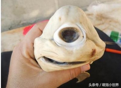 ​以为是新公仔结果竟是超稀有的独眼鲨！看到它的真面目让人大叹