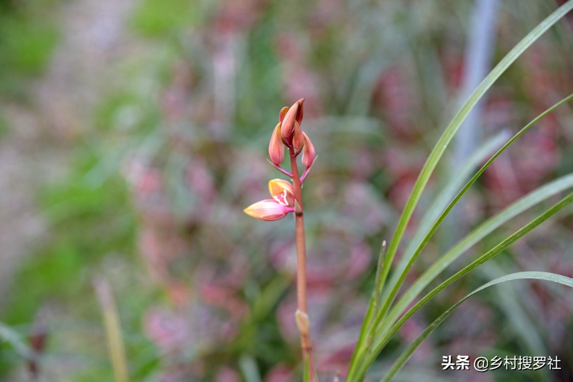 下山蕙兰开出这样的花朵，你见过吗？反正我是第一次见到