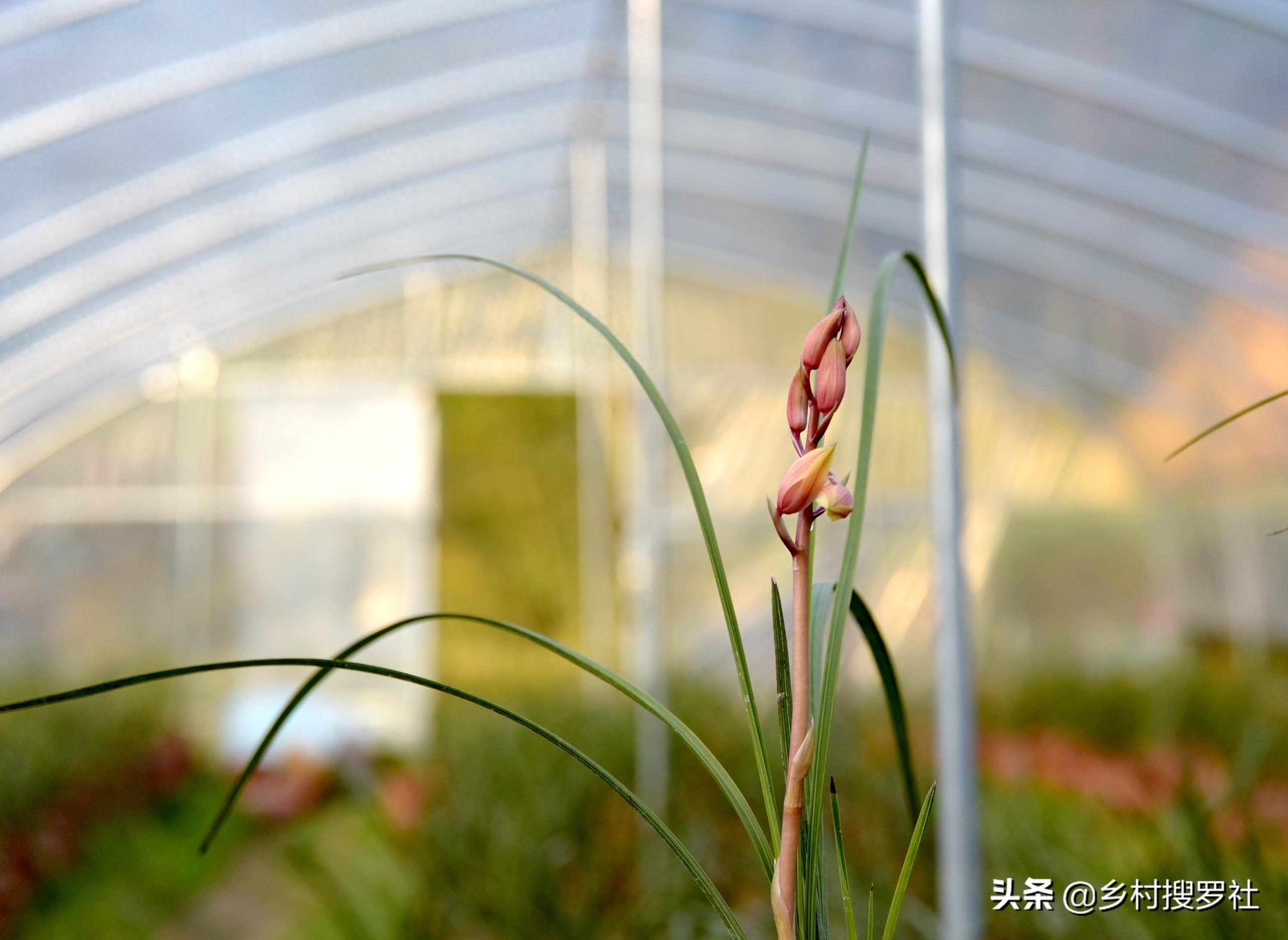 下山蕙兰开出这样的花朵，你见过吗？反正我是第一次见到