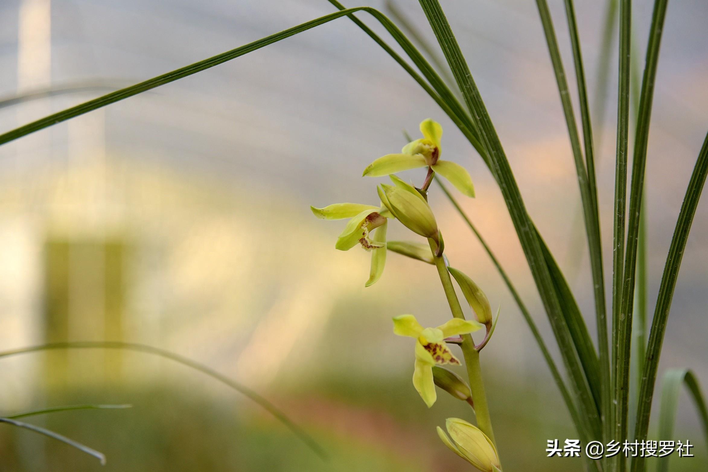 下山蕙兰开出这样的花朵，你见过吗？反正我是第一次见到