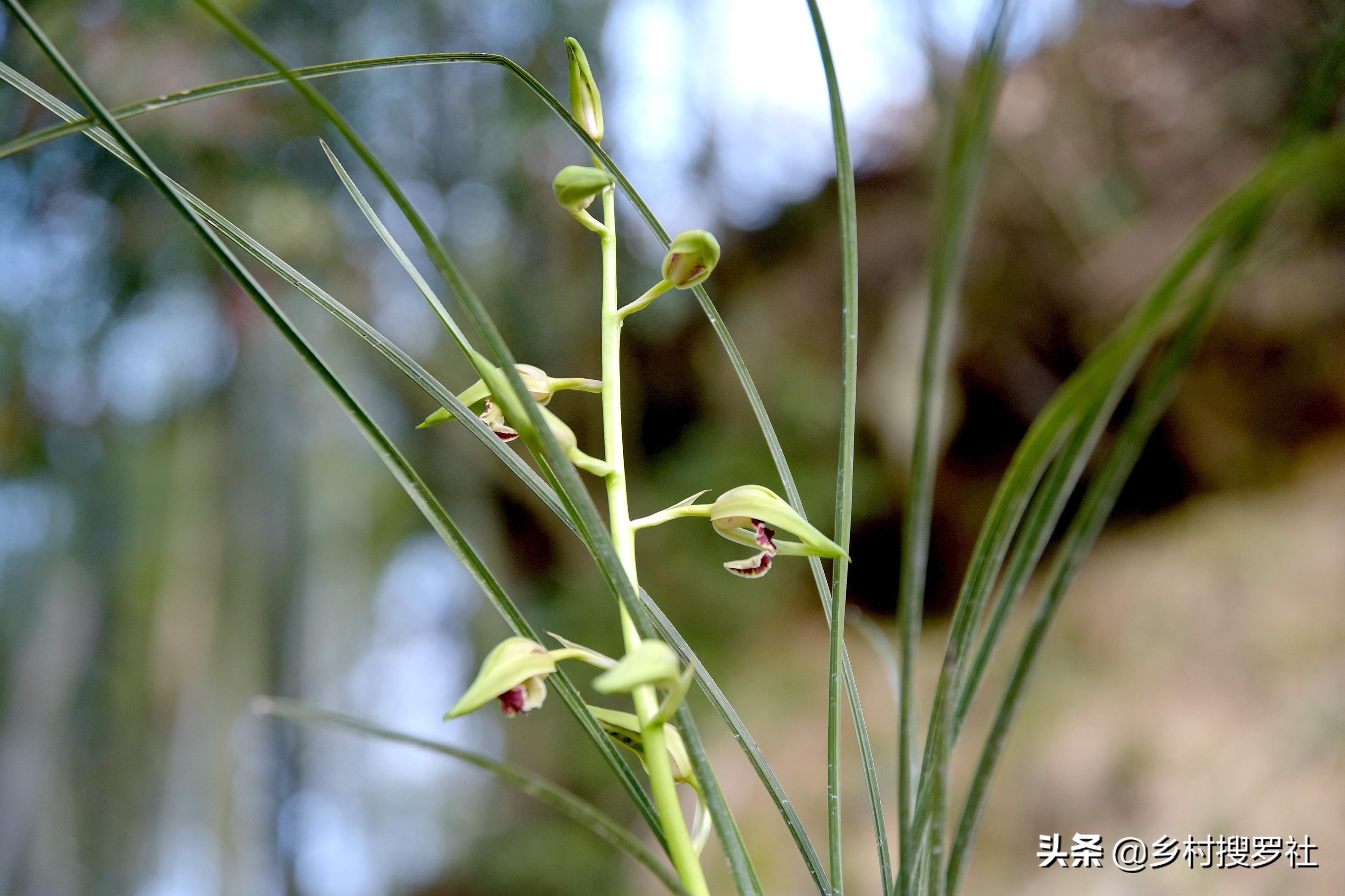 下山蕙兰开出这样的花朵，你见过吗？反正我是第一次见到