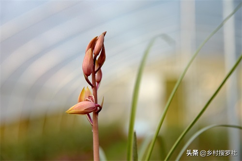 下山蕙兰开出这样的花朵，你见过吗？反正我是第一次见到