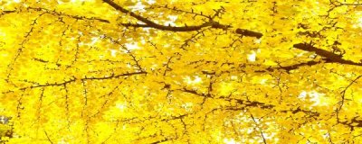 ​银杏树怎么种植