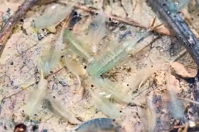 ​十分罕见！两亿多年前生物现身安徽合肥，它的出现预示着什么？