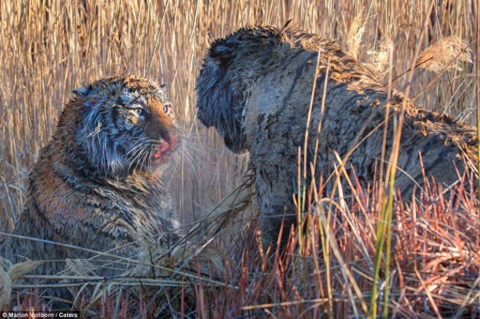 猛虎之战，摄影师拍到老虎打斗的血腥场面