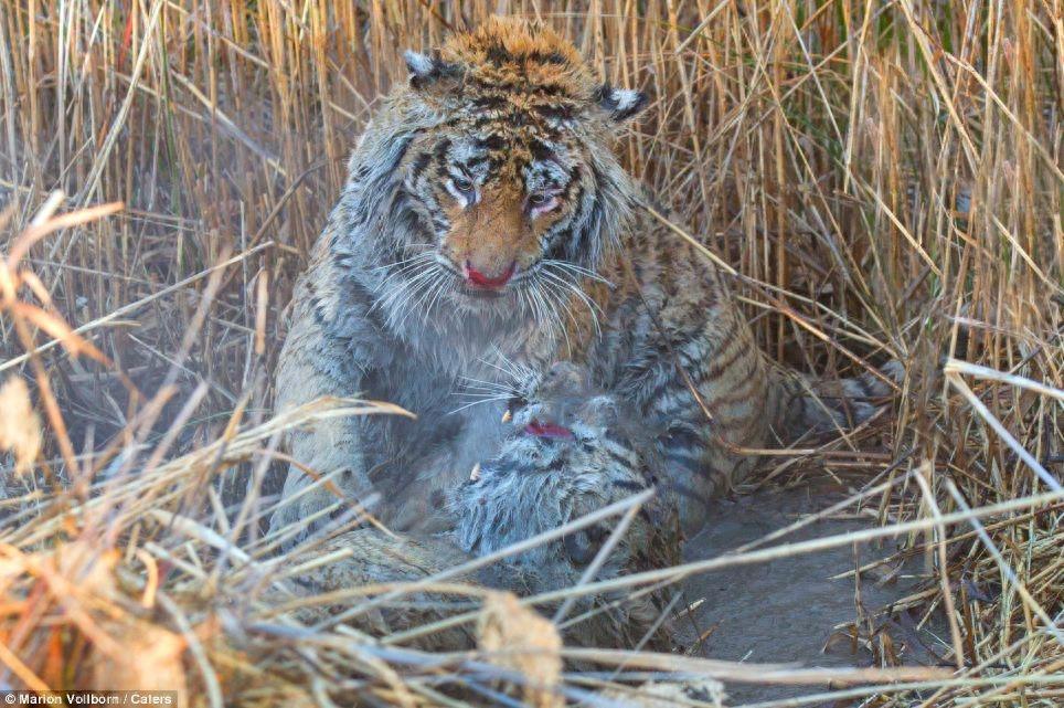猛虎之战，摄影师拍到老虎打斗的血腥场面